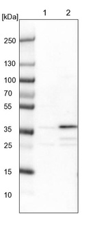 Anti-ZNF609 Antibody