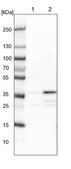 Lane 1: NIH-3T3 cell lysate (Mouse embryonic fibroblast cells)_br/_Lane 2: NBT-II cell lysate (Rat Wistar bladder tumour cells)