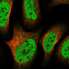 Immunofluorescent staining of human cell line U-2 OS shows localization to nucleoplasm & cytosol.