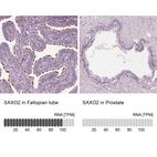 Anti-SAXO2 Antibody