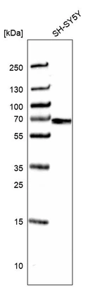 Western blot analysis in human cell line SH-SY5Y.