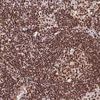 Immunohistochemical staining of human lymph node shows strong nuclear positivity in non-germinal center cells.