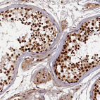 Immunohistochemical staining of human testis shows strong nuclear positivity in cells in seminiferous ducts and Leydig cells.
