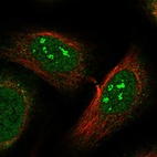 Immunofluorescent staining of human cell line U-2 OS shows localization to nucleoli fibrillar center.