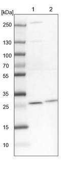 Lane 1: NIH-3T3 cell lysate (Mouse embryonic fibroblast cells)_br/_Lane 2: NBT-II cell lysate (Rat Wistar bladder tumour cells)