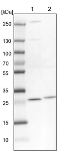 Lane 1: NIH-3T3 cell lysate (Mouse embryonic fibroblast cells)_br/_Lane 2: NBT-II cell lysate (Rat Wistar bladder tumour cells)