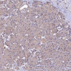 Immunohistochemical staining of human pancreas shows no positivity in exocrine glandular cells as expected.