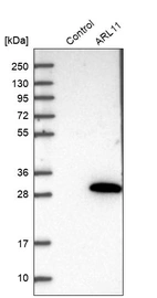 Western blot analysis in control (vector only transfected HEK293T lysate) and ARL11 over-expression lysate (Co-expressed with a C-terminal myc-DDK tag (~3.1 kDa) in mammalian HEK293T cells, LY408600).