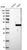 Anti-TGDS Antibody