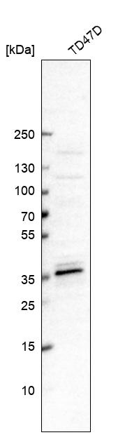 Anti-MED19 Antibody