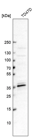 Anti-MED19 Antibody
