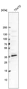 Anti-MED19 Antibody