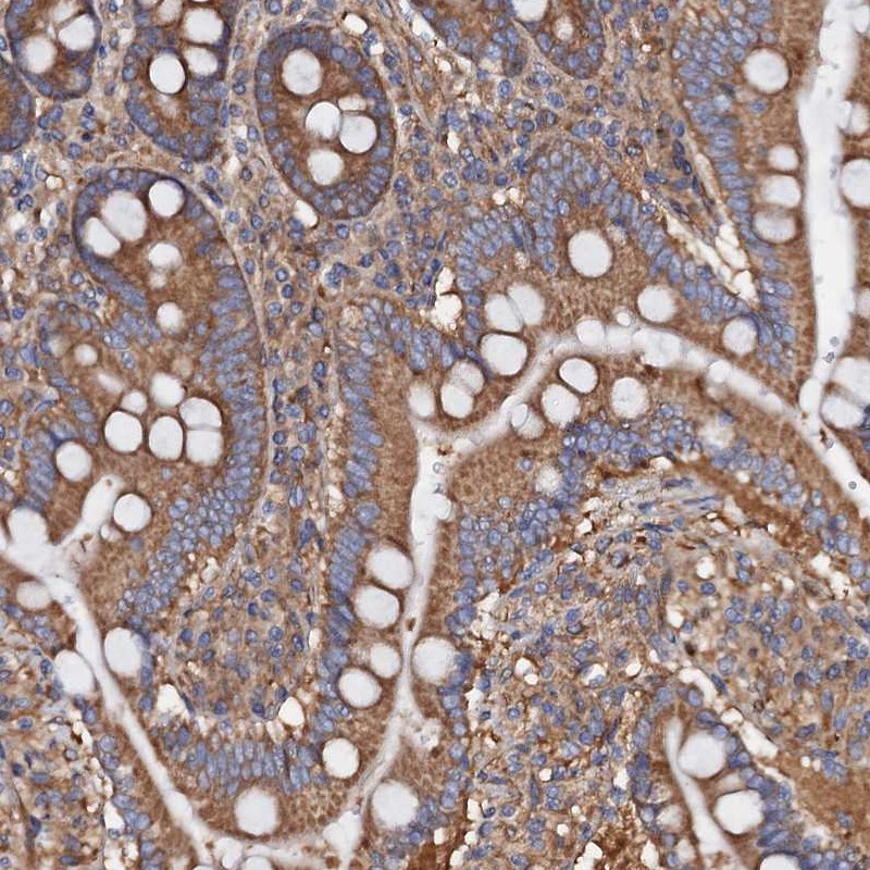 Anti-MRPL48 Antibody