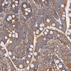Anti-MRPL48 Antibody