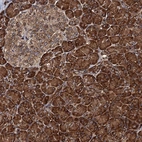 Anti-BORA Antibody