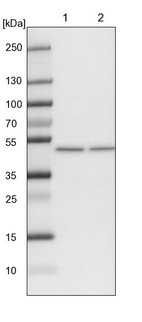 Lane 1: NIH-3T3 cell lysate (Mouse embryonic fibroblast cells)_br/_Lane 2: NBT-II cell lysate (Rat Wistar bladder tumour cells)