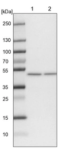 Lane 1: NIH-3T3 cell lysate (Mouse embryonic fibroblast cells)_br/_Lane 2: NBT-II cell lysate (Rat Wistar bladder tumour cells)