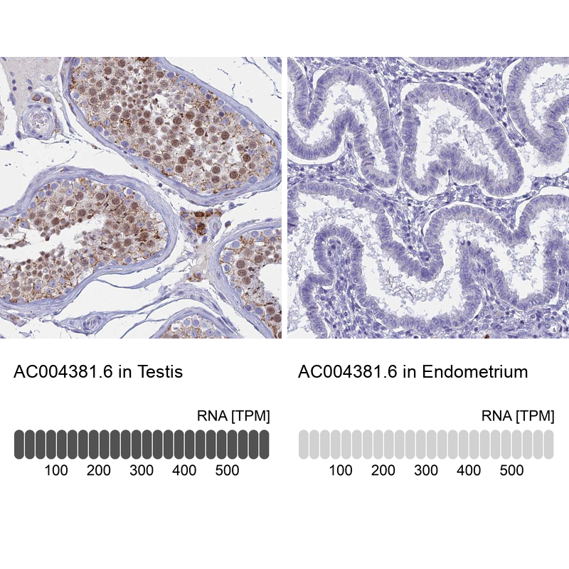 Anti-AC004381.6 Antibody