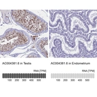 Anti-AC004381.6 Antibody