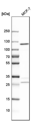 Western blot analysis in human cell line MCF-7.