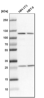 Western blot analysis in mouse cell line NIH-3T3 and rat cell line NBT-II.