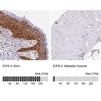 Anti-EIF6 Antibody