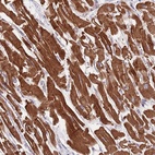 Anti-DNAJA3 Antibody
