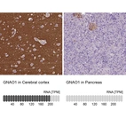Anti-GNAO1 Antibody