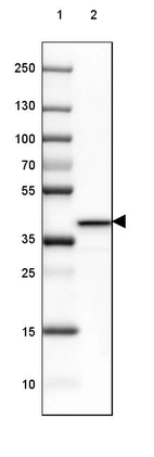 Lane 1: Marker [kDa] 250, 130, 100, 70, 55, 35, 25, 15, 10_br/_Lane 2: Human Cerebral Cortex tissue