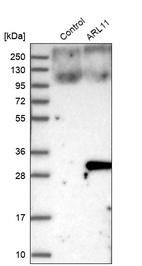 Western blot analysis in control (vector only transfected HEK293T lysate) and ARL11 over-expression lysate (Co-expressed with a C-terminal myc-DDK tag (~3.1 kDa) in mammalian HEK293T cells, LY408600).