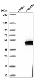 Western blot analysis in control (vector only transfected HEK293T lysate) and ANKRD2 over-expression lysate (Co-expressed with a C-terminal myc-DDK tag (~3.1 kDa) in mammalian HEK293T cells, LY412545).