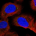 Immunofluorescent staining of human cell line U-2 OS shows localization to vesicles.