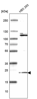Western blot analysis in human cell line HEK 293.