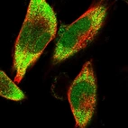 Immunofluorescent staining of human cell line U-251 MG shows localization to nucleoplasm & cytosol.