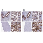 Immunohistochemical staining of human endometrium, placenta, skeletal muscle and small intestine using Anti-MYO5B antibody HPA040902 (A) shows similar protein distribution across tissues to independent antibody HPA040593 (B).