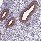 Immunohistochemical staining of human endometrium shows strong cytoplasmic positivity in glandular cells.