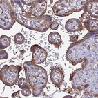 Immunohistochemical staining of human placenta shows moderate to strong cytoplasmic and membranous positivity in trophoblastic cells.