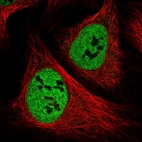 Immunofluorescent staining of human cell line U-2 OS shows localization to nucleoplasm.