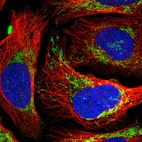 Immunofluorescent staining of human cell line U-2 OS shows localization to mitochondria.