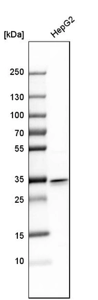 Western blot analysis in human cell line HepG2.