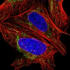 Immunofluorescent staining of human cell line U-2 OS shows positivity in mitochondria.