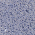 Immunohistochemical staining of human pancreas shows no positivity in exocrine glandular cells as expected.