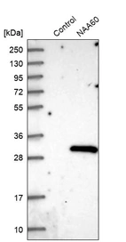 Western blot analysis in control (vector only transfected HEK293T lysate) and NAA60 over-expression lysate (Co-expressed with a C-terminal myc-DDK tag (~3.1 kDa) in mammalian HEK293T cells, LY411017).