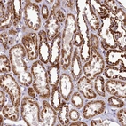 Anti-COQ9 Antibody