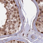 Immunohistochemical staining of human testis using Anti-POLR2C antibody HPA040919.