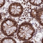 Immunohistochemical staining of human colon using Anti-POLR2C antibody HPA040919.