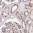 Immunohistochemical staining of human kidney using Anti-POLR2C antibody HPA040919.