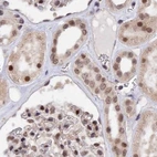 Immunohistochemical staining of human kidney using Anti-POLR2C antibody HPA040919.