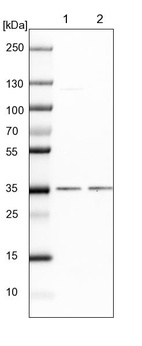 Lane 1: NIH-3T3 cell lysate (Mouse embryonic fibroblast cells)_br/_Lane 2: NBT-II cell lysate (Rat Wistar bladder tumour cells)