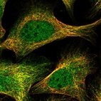 Immunofluorescent staining of human cell line U-2 OS shows localization to nucleoplasm & microtubules.